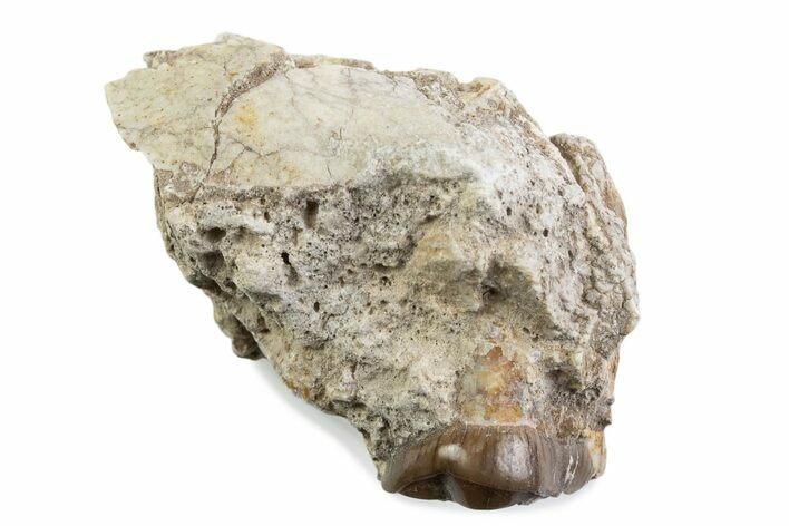 Fossil Running Rhino (Hyracodon) Jaw Section - South Dakota #375418